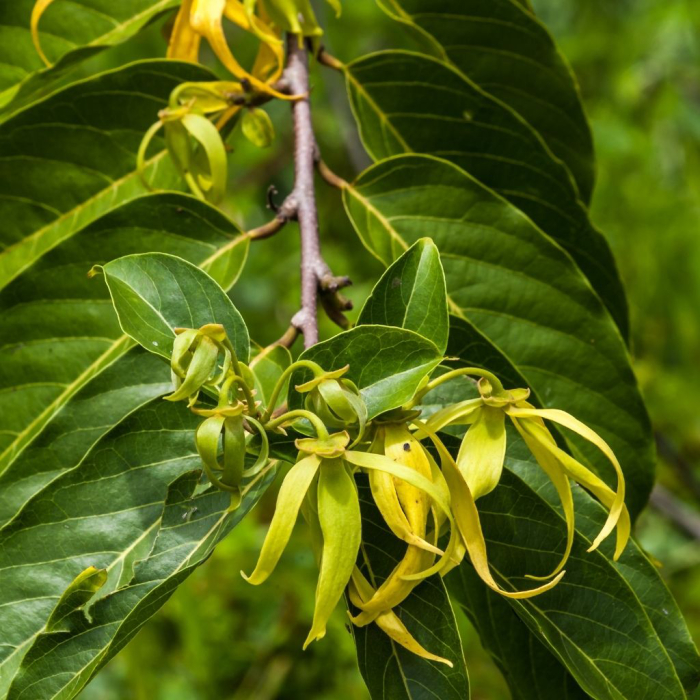 YLANG YLANG extra (BIO), Jophiel 5ml